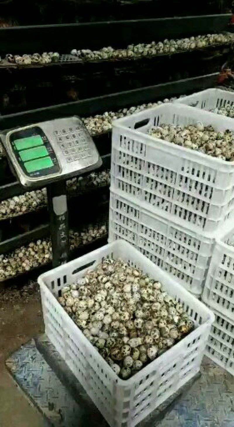 河南精品黄羽鹌鹑蛋减去胶框重量挑出次蛋颗颗精品足斤供应