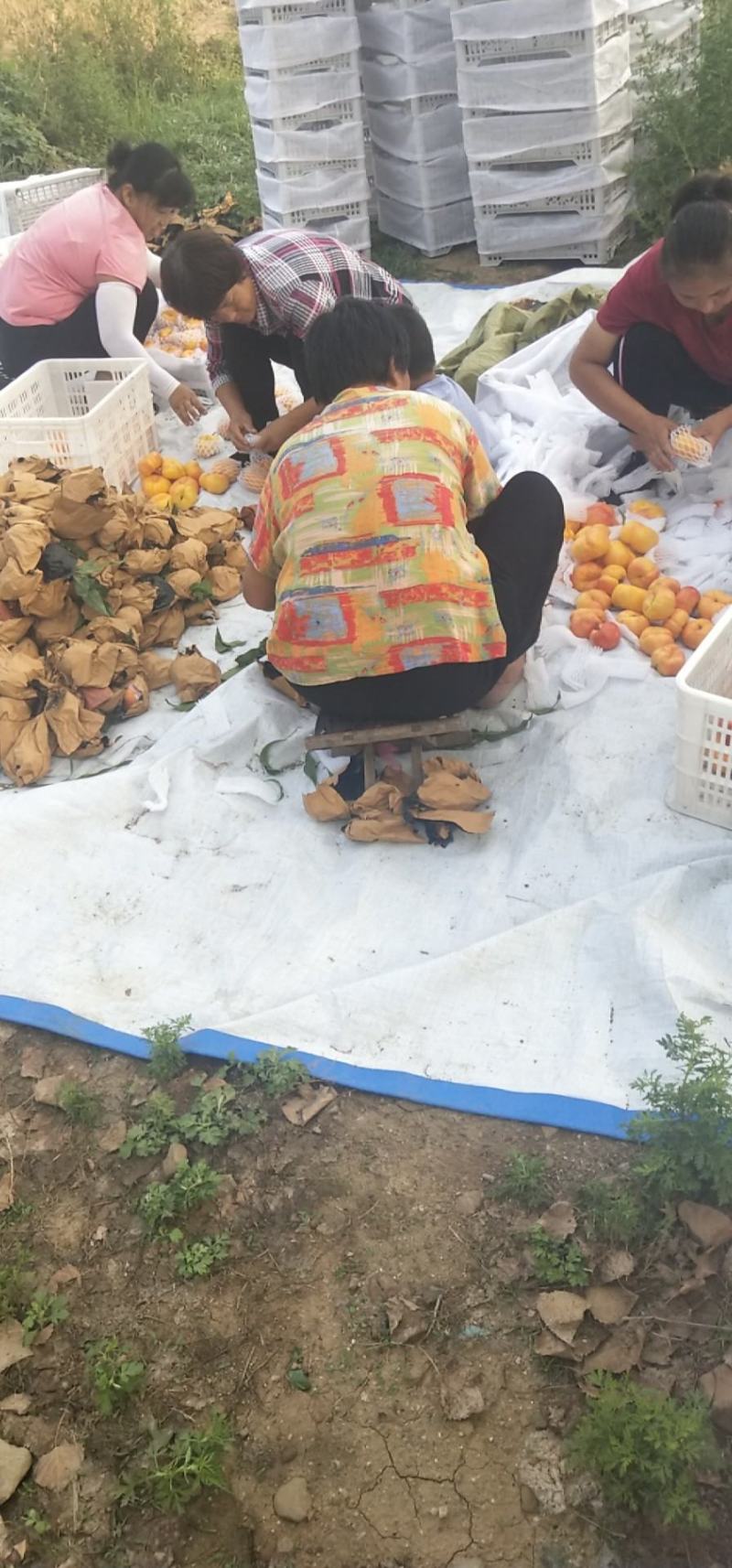 山东潍坊中油潘7黄油潘上市，口感甜，实力代办代收诚信合作