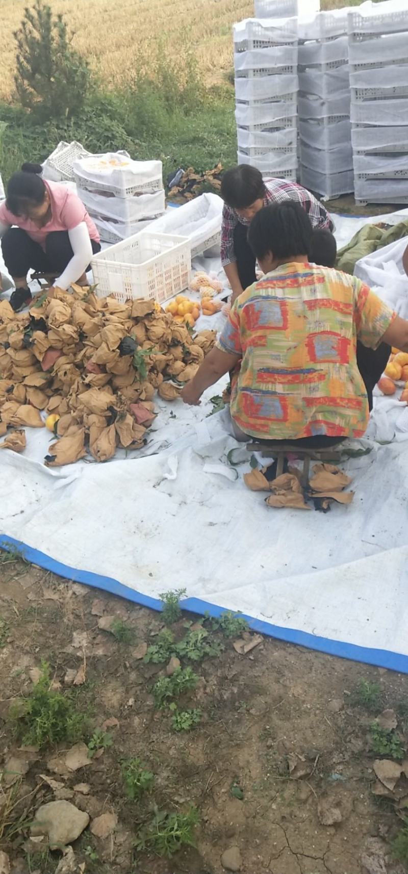 山东潍坊中油潘7黄油潘上市，口感甜，实力代办代收诚信合作