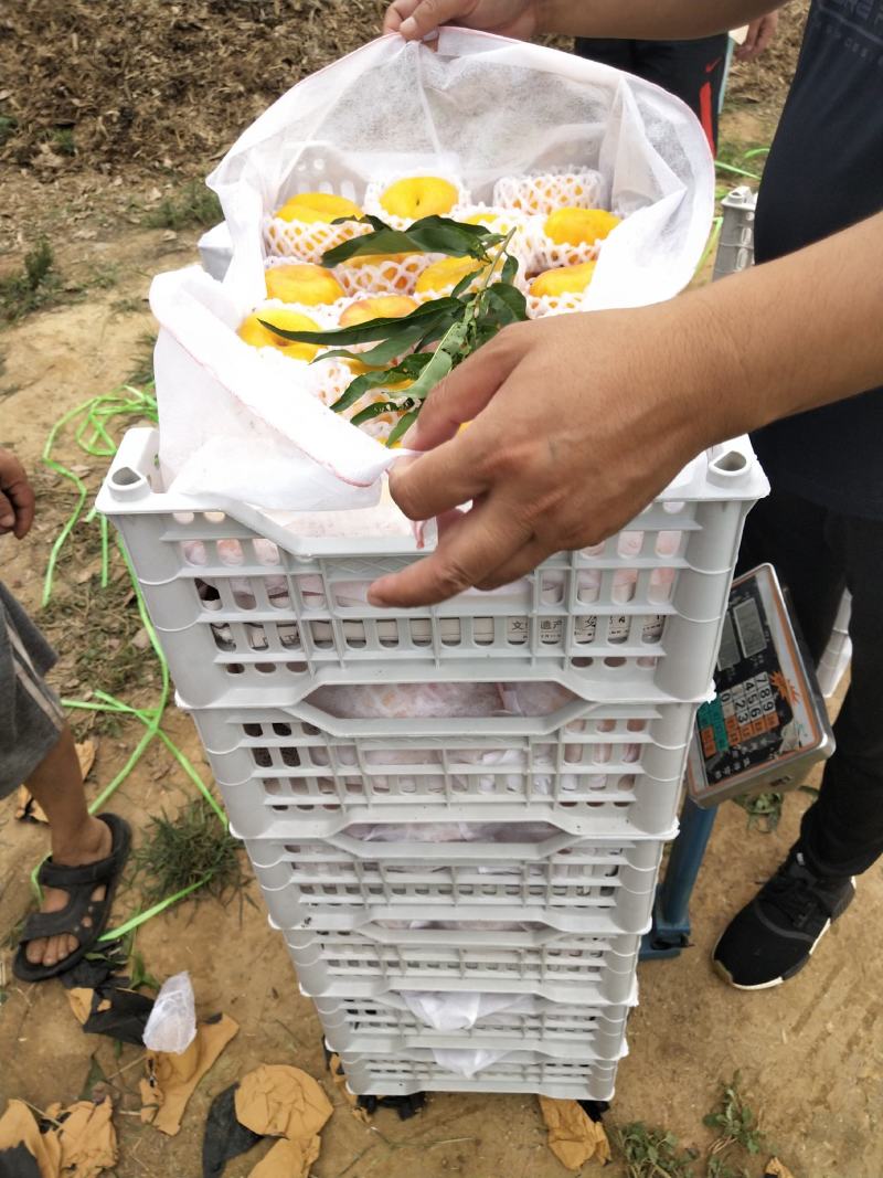 山东潍坊中油潘7黄油潘上市，口感甜，实力代办代收诚信合作