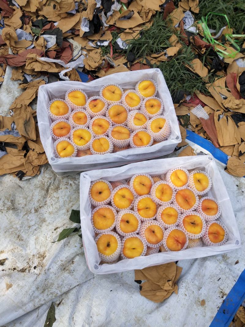 山东潍坊中油潘7黄油潘上市，口感甜，实力代办代收诚信合作