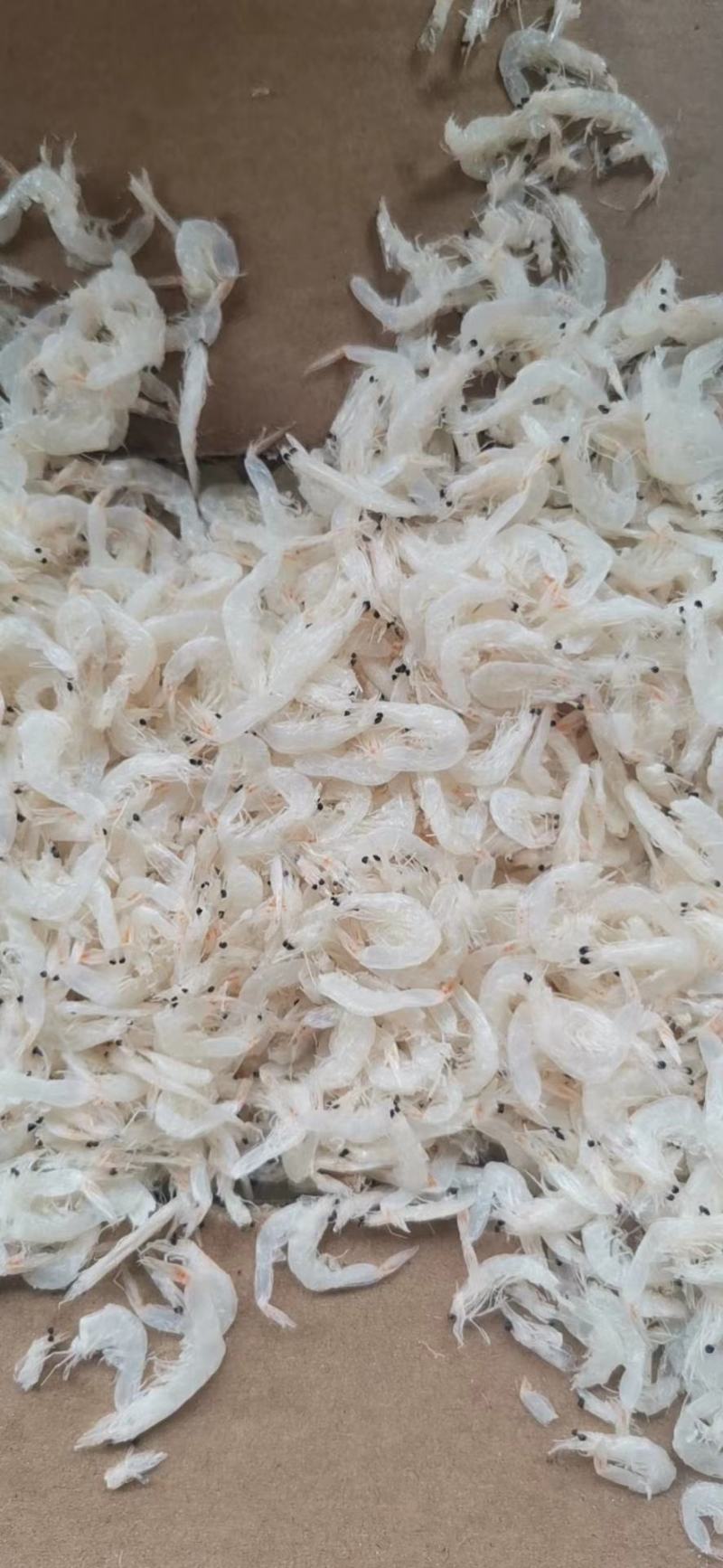 虾皮，淡干虾皮，流水线虾皮，鲜咸淡干多种规格