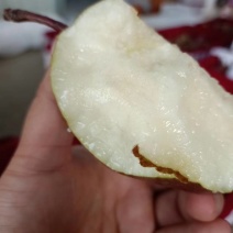 彩虹梨七彩梨红早酥梨梨光果彩虹梨光果七彩梨