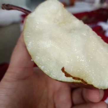彩虹梨七彩梨红早酥梨梨光果彩虹梨光果七彩梨