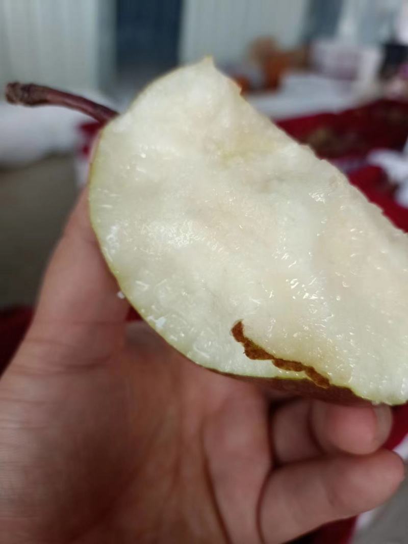 彩虹梨七彩梨红早酥梨梨光果彩虹梨光果七彩梨