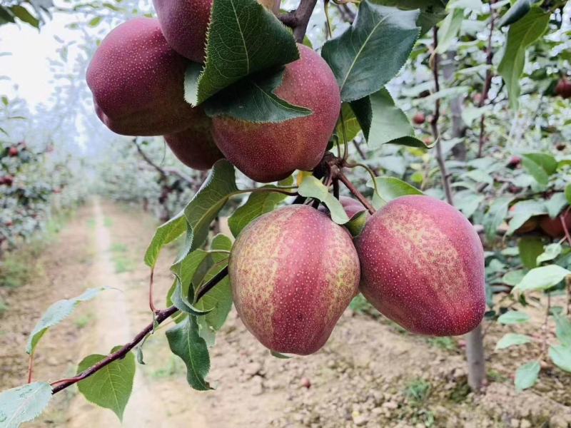 彩虹梨七彩梨红早酥梨梨光果彩虹梨光果七彩梨