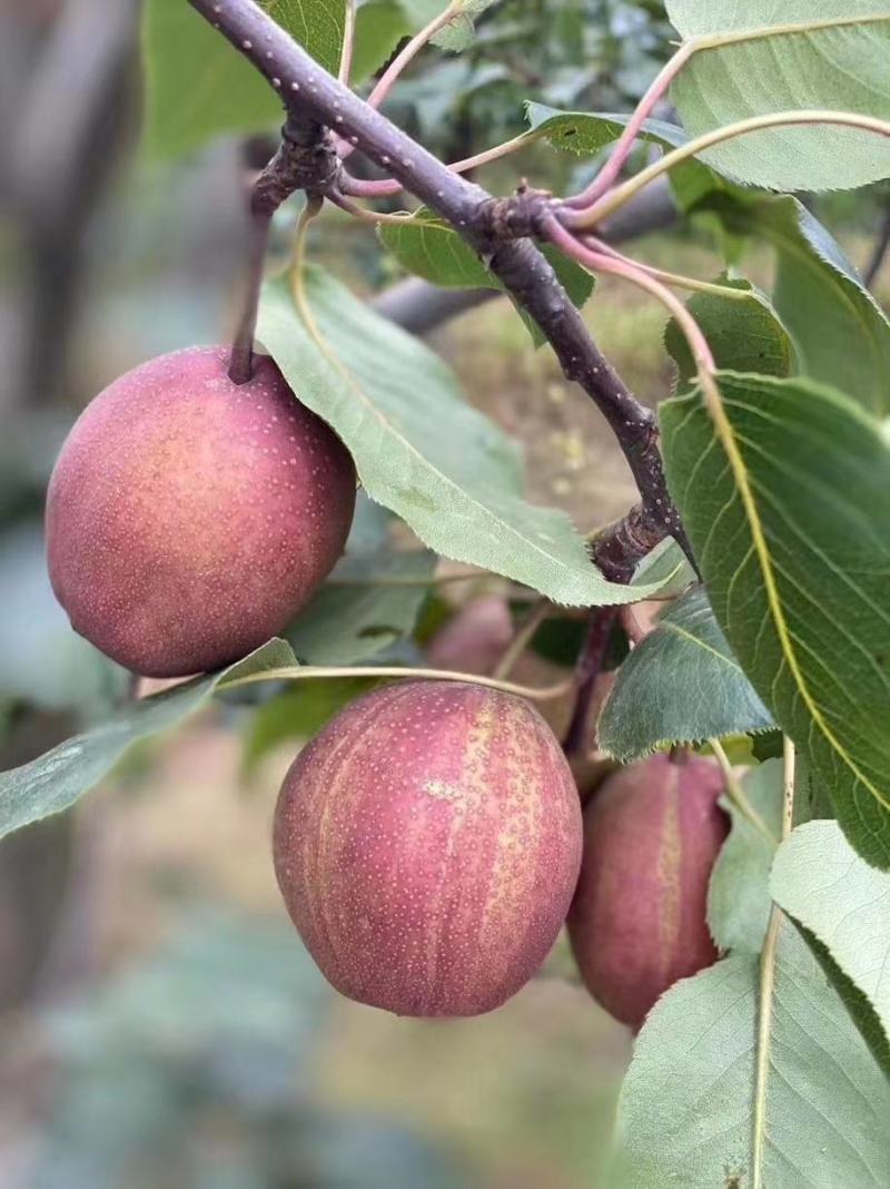 彩虹梨七彩梨红早酥梨梨光果彩虹梨光果七彩梨