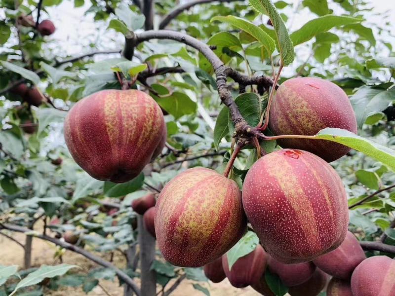 彩虹梨七彩梨红早酥梨梨光果彩虹梨光果七彩梨