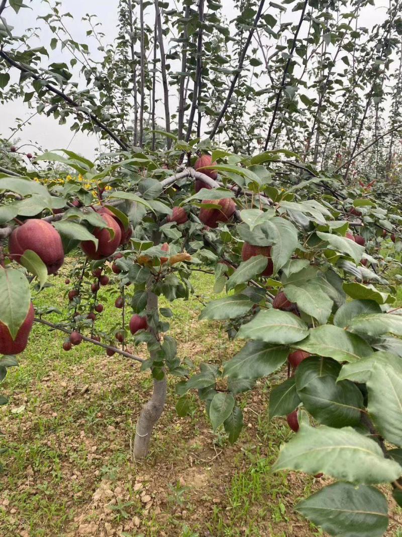 彩虹梨七彩梨红早酥梨梨光果彩虹梨光果七彩梨