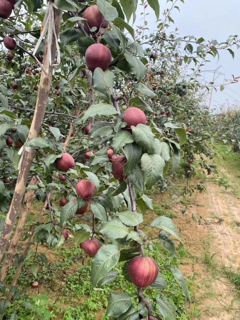 彩虹梨七彩梨红早酥梨梨光果彩虹梨光果七彩梨