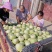 河南特产甜瓜