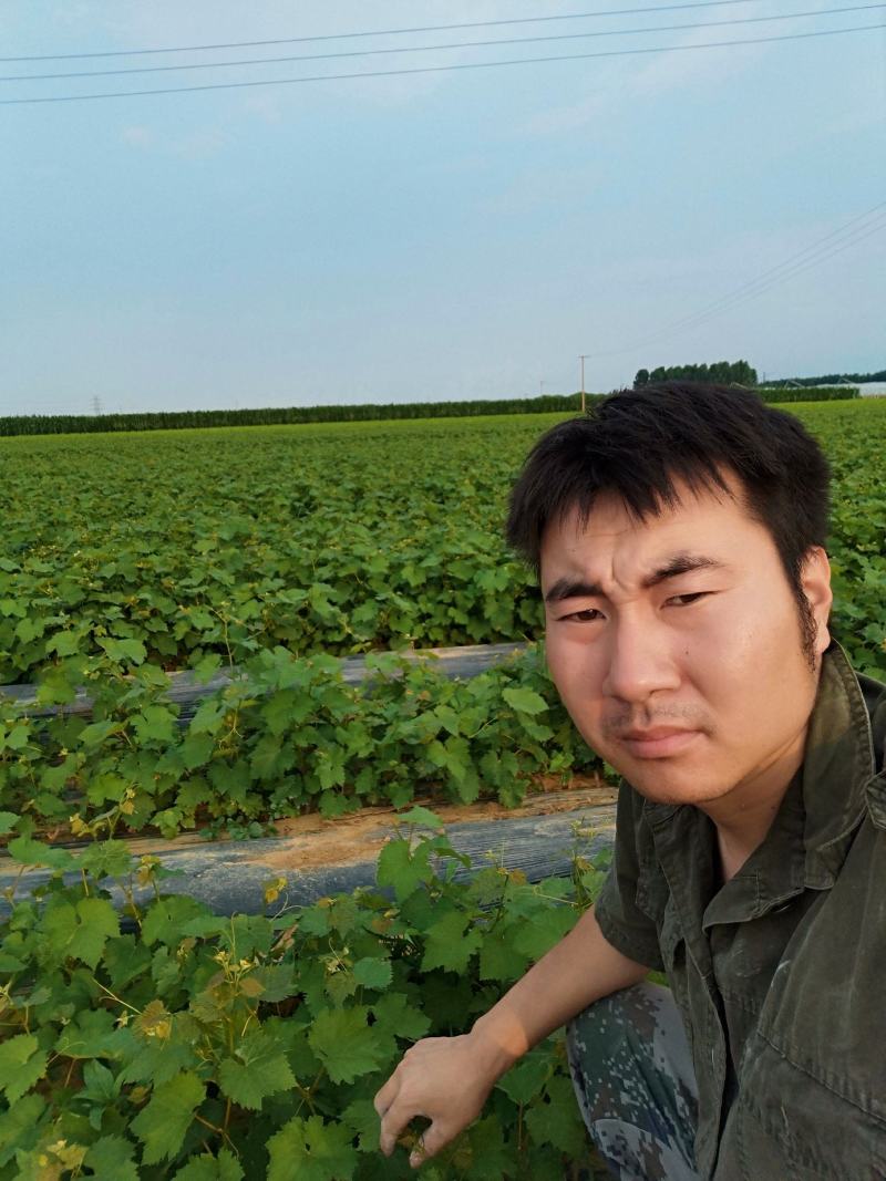 玫瑰香葡萄苗，保质保量，包技术，成活率高