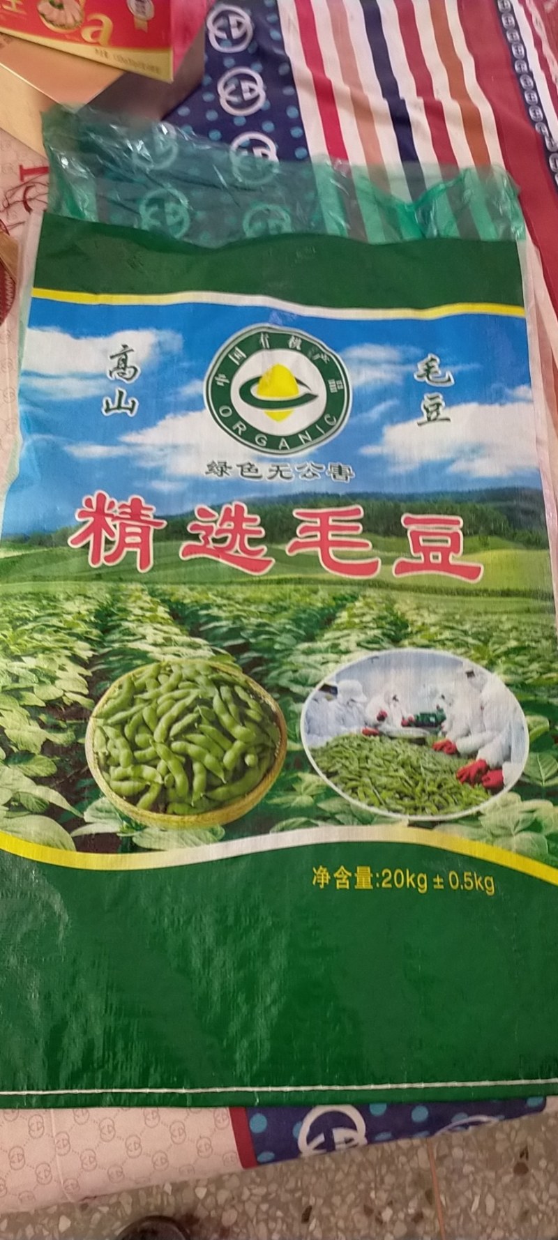 毛豆