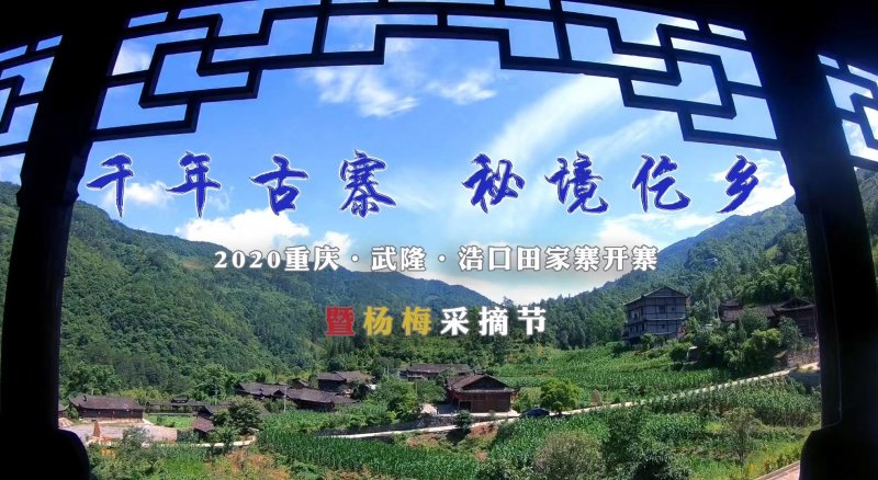 正宗野生杨梅（杨梅酒）