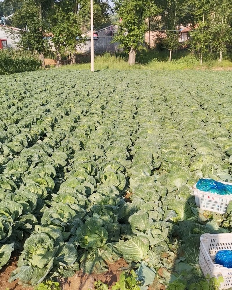 脆皮甘蓝