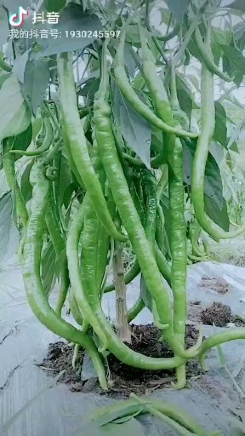 线椒