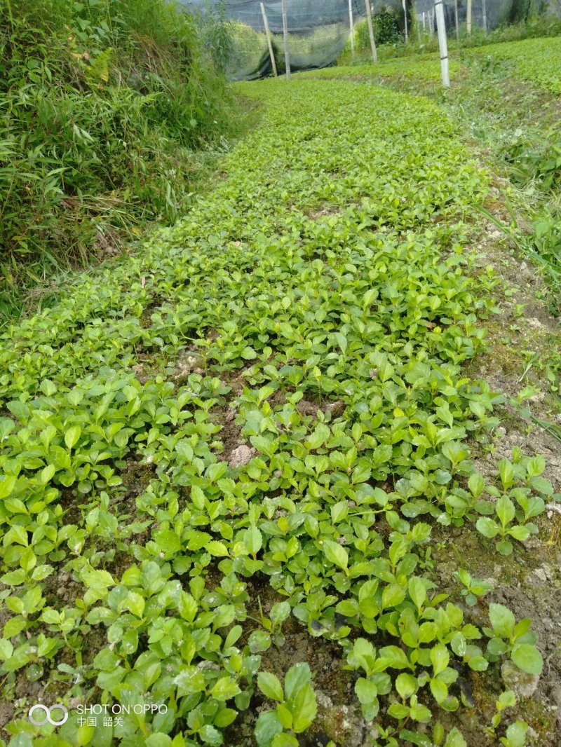 草珊瑚苗供应0.3元一棵