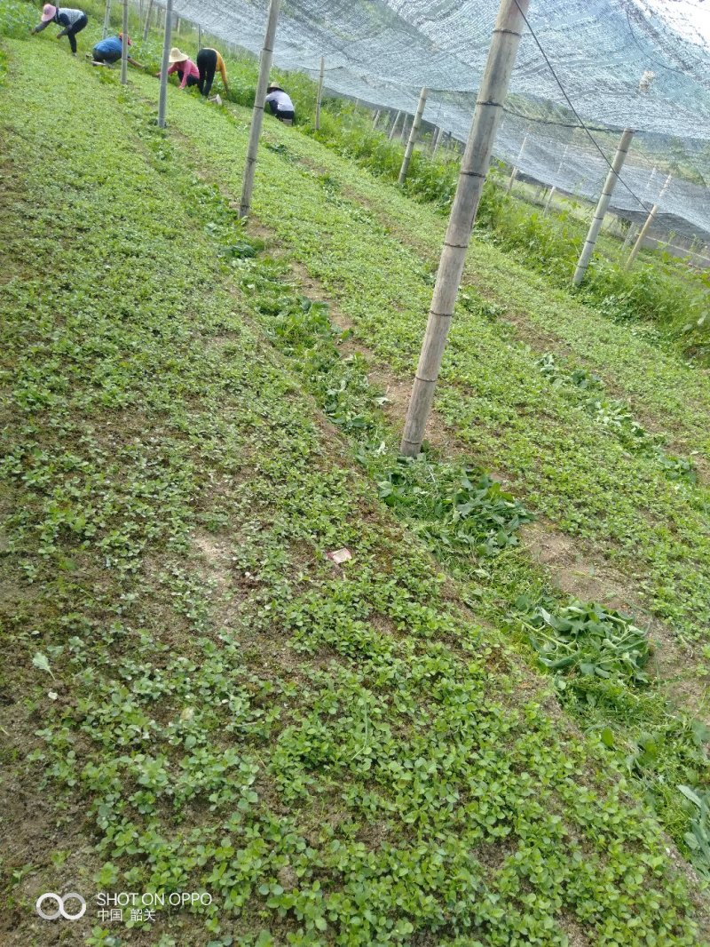 草珊瑚苗供应0.3元一棵