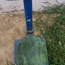 龙卷风西瓜7斤打底9成熟1茬，不嫁接