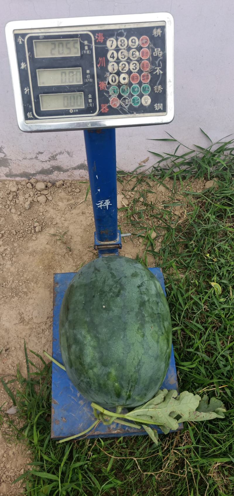 龙卷风西瓜7斤打底9成熟1茬，不嫁接