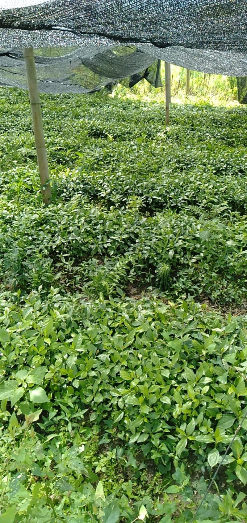 草珊瑚苗供应0.3元一棵