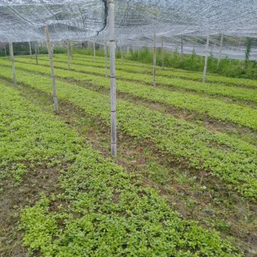 草珊瑚苗供应0.3元一棵