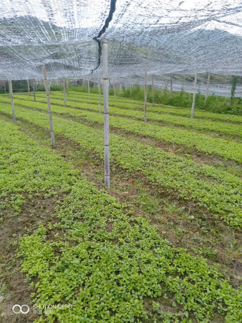 草珊瑚苗供应0.3元一棵
