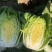 拒绝假货娃娃菜种籽蔬菜种子菜籽四季小白菜籽春秋包邮