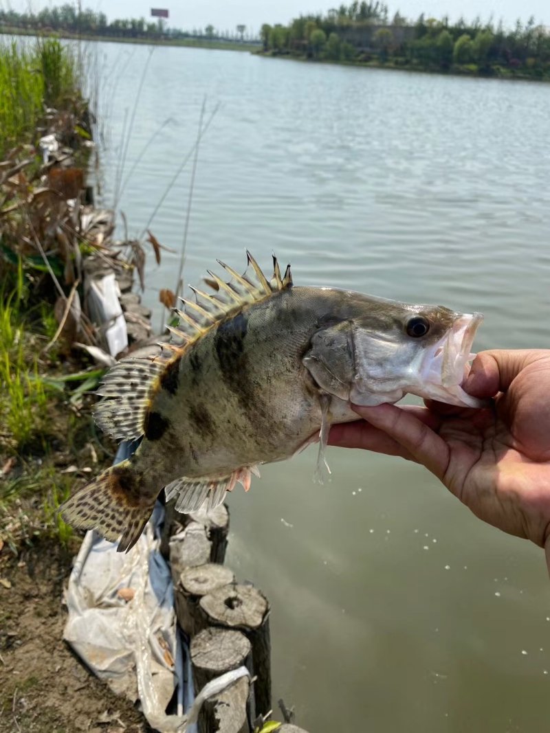 批发桂鱼苗淡水养殖鳜鱼苗桂花鱼苗现货供应规格齐全发货全国