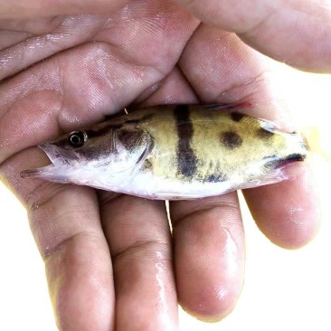 批发桂鱼苗淡水养殖鳜鱼苗桂花鱼苗现货供应规格齐全发货全国