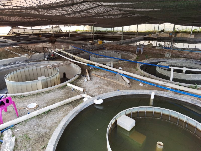 批发桂鱼苗淡水养殖鳜鱼苗桂花鱼苗现货供应规格齐全发货全国