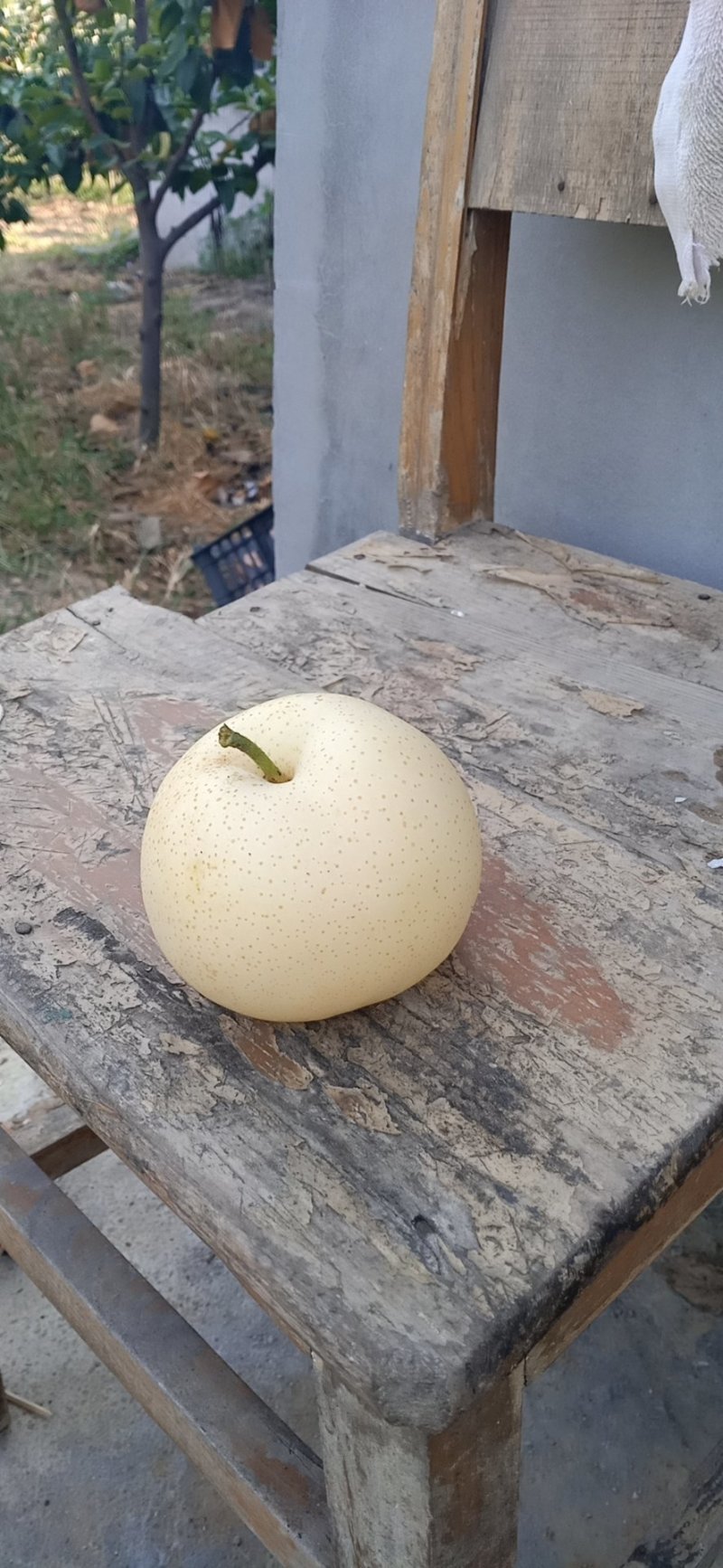 梨