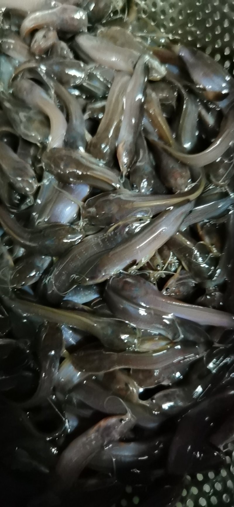 淡水鱼类本地塘虱鱼塘角鱼苗各种鱼苗都有大量现货供应