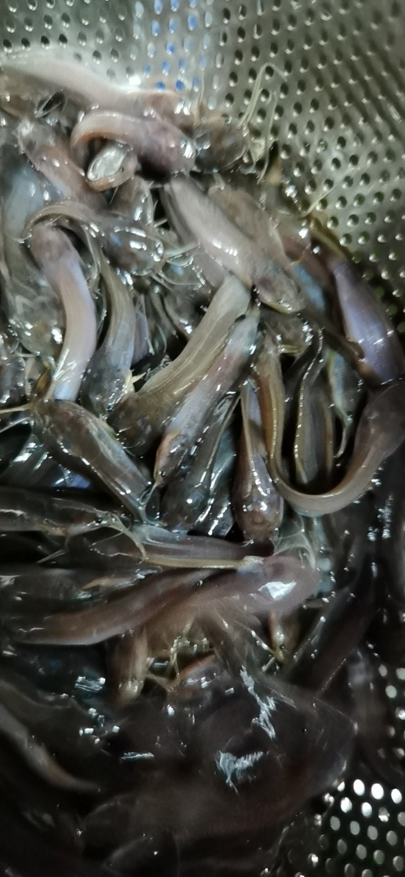 淡水鱼类本地塘虱鱼塘角鱼苗各种鱼苗都有大量现货供应