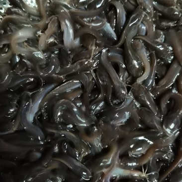 淡水鱼类本地塘虱鱼塘角鱼苗各种鱼苗都有大量现货供应