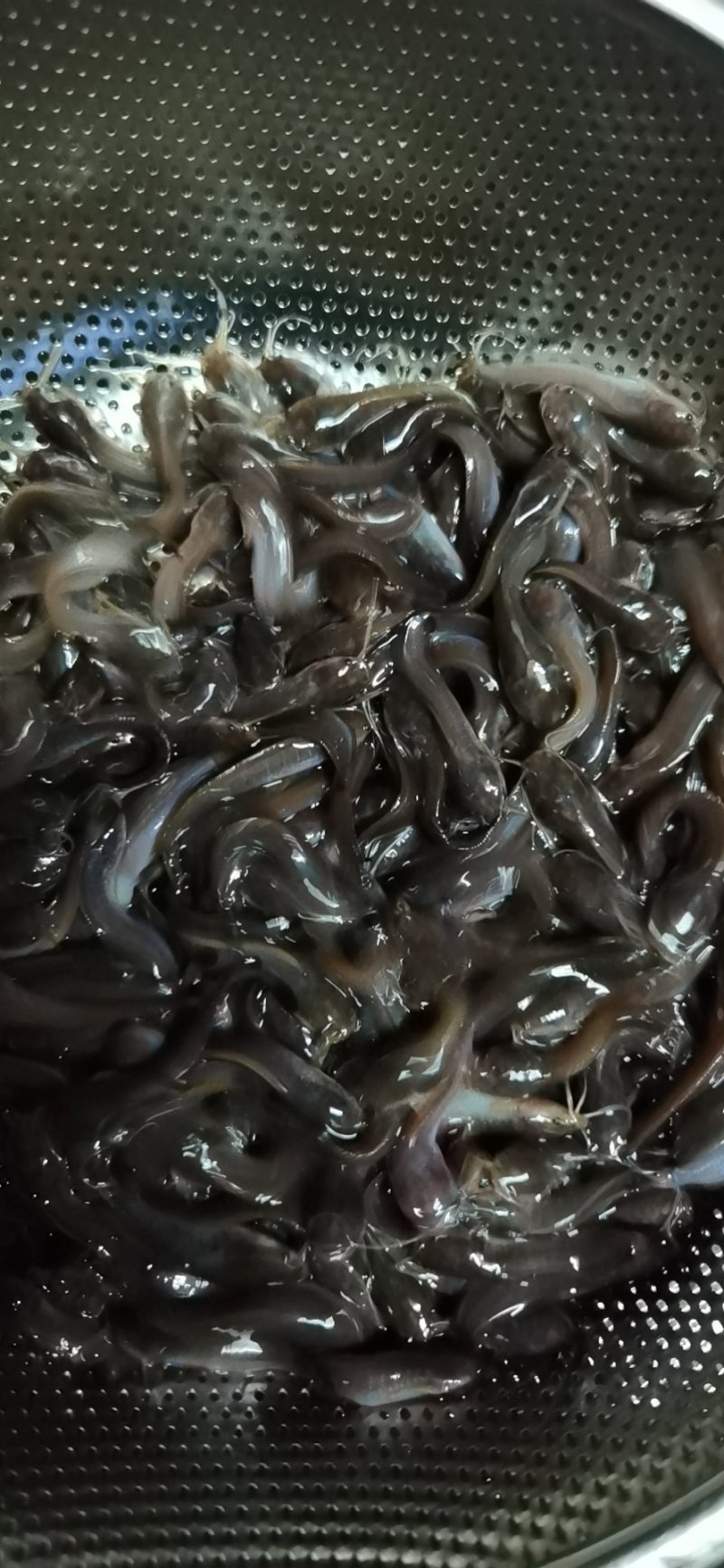 淡水鱼类本地塘虱鱼塘角鱼苗各种鱼苗都有大量现货供应