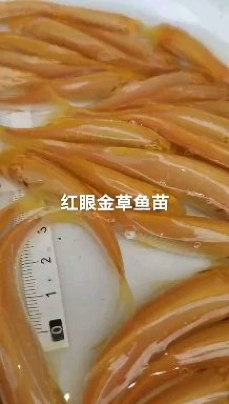 淡水鱼类本地塘虱鱼塘角鱼苗各种鱼苗都有大量现货供应