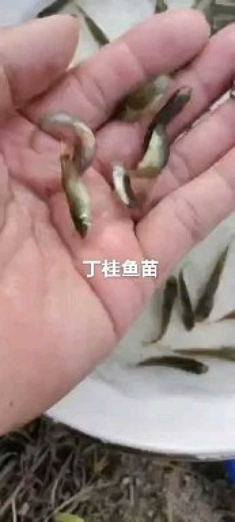淡水鱼类本地塘虱鱼塘角鱼苗各种鱼苗都有大量现货供应