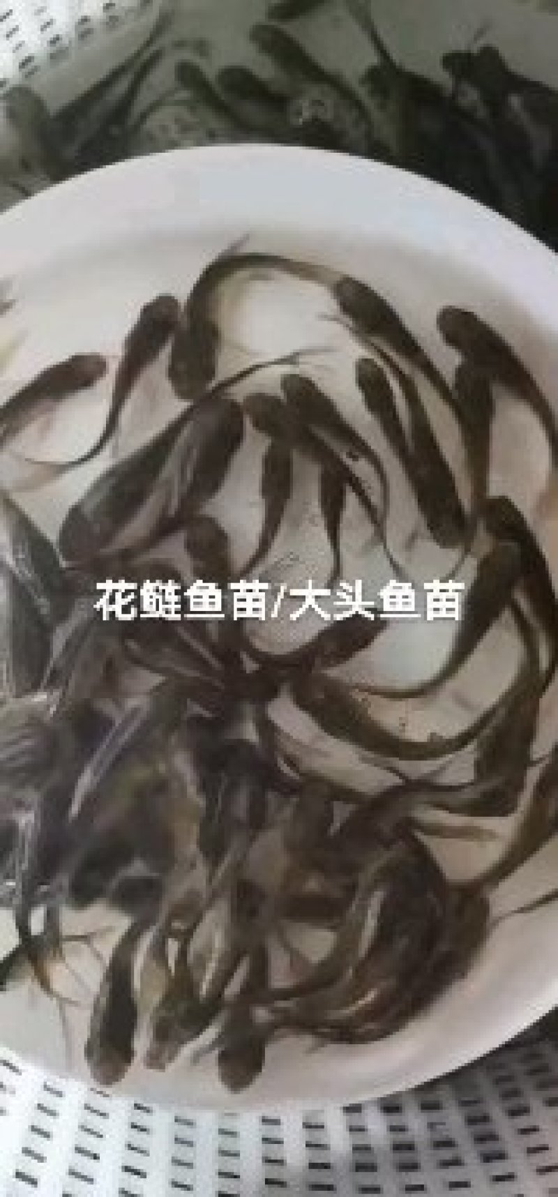 淡水鱼类本地塘虱鱼塘角鱼苗各种鱼苗都有大量现货供应