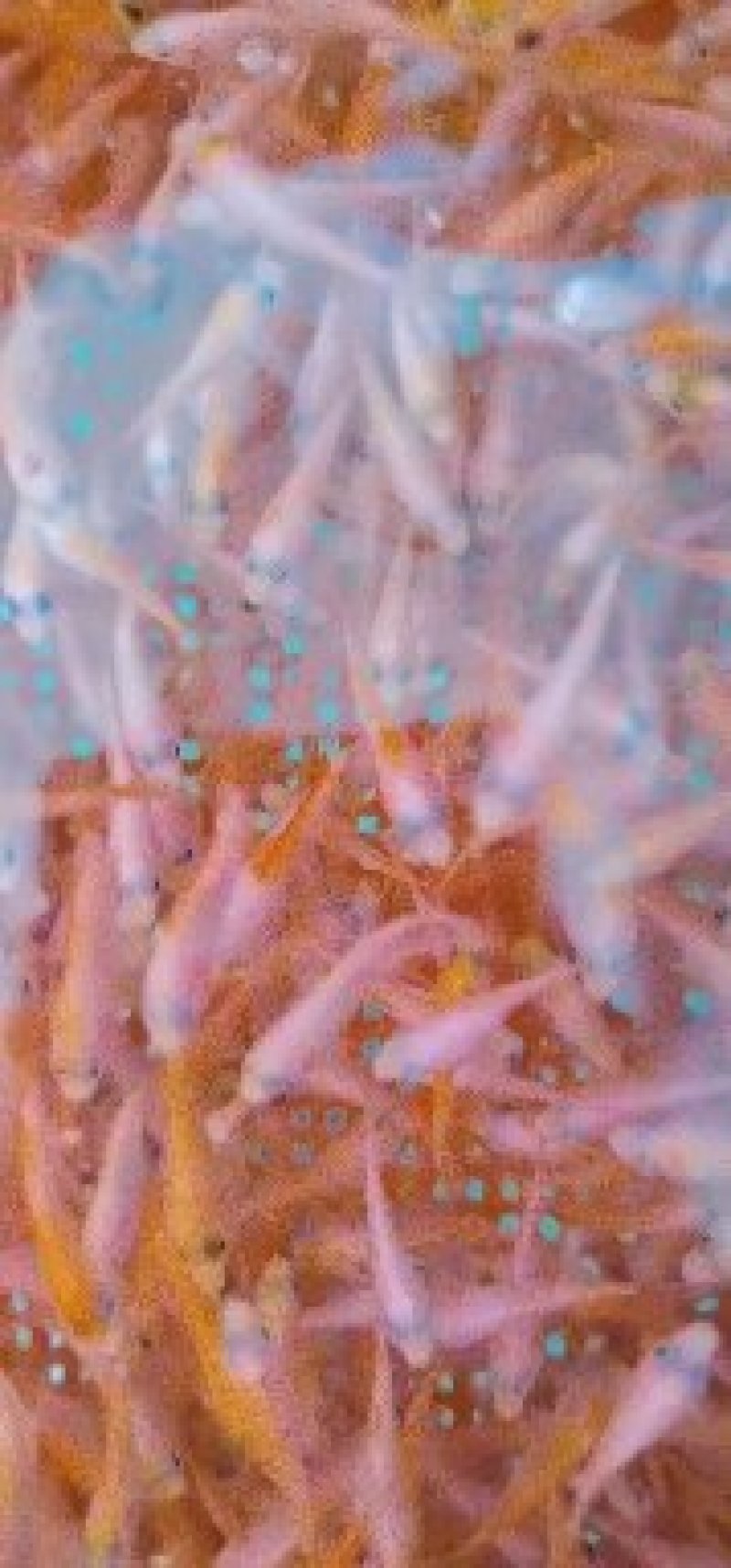 淡水鱼类本地塘虱鱼塘角鱼苗各种鱼苗都有大量现货供应