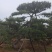 造型黑松造型油松工程造型松平顶松造型松