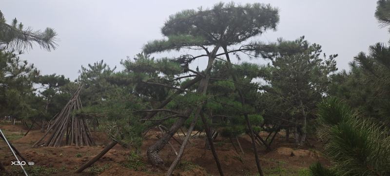 造型黑松造型油松工程造型松平顶松造型松