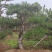 造型黑松造型油松工程造型松平顶松造型松