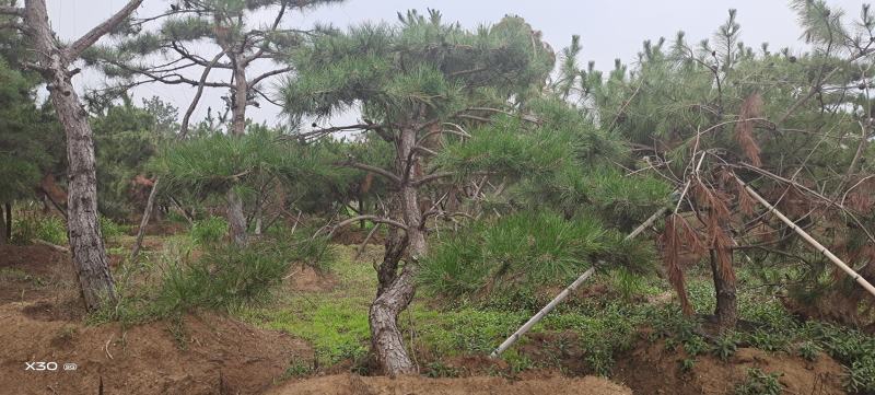 造型黑松造型油松工程造型松平顶松造型松