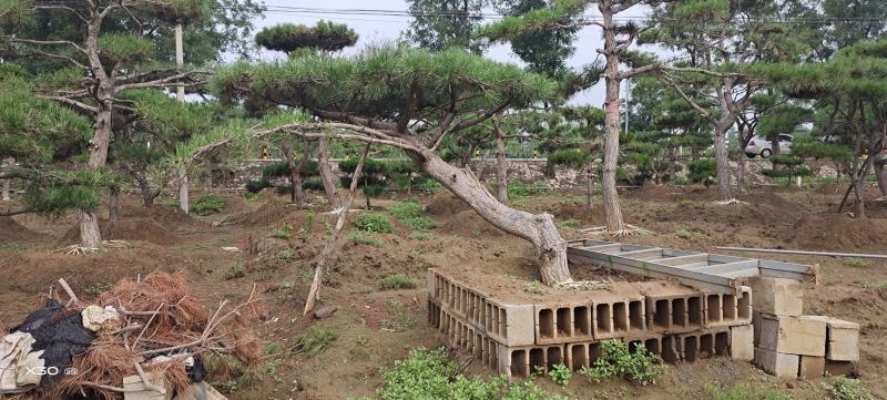 造型黑松造型油松工程造型松平顶松造型松