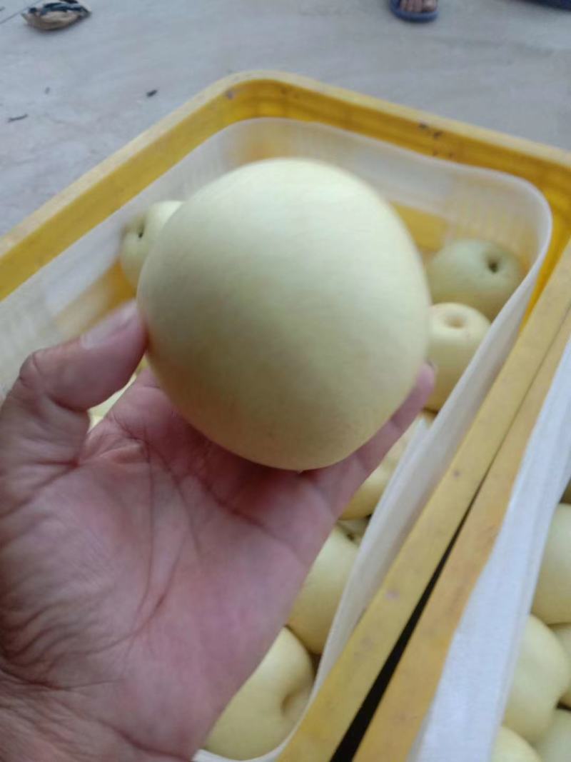黄冠梨。套袋白色黄冠梨大量上市中，口干好，皮薄汁多。