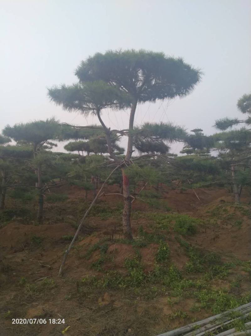 造型油松造型黑松油松黑松造型松迎客松景观松