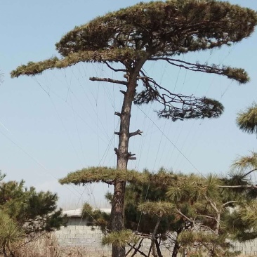 造型黑松造型松造型油松黑松盆景油松黑松