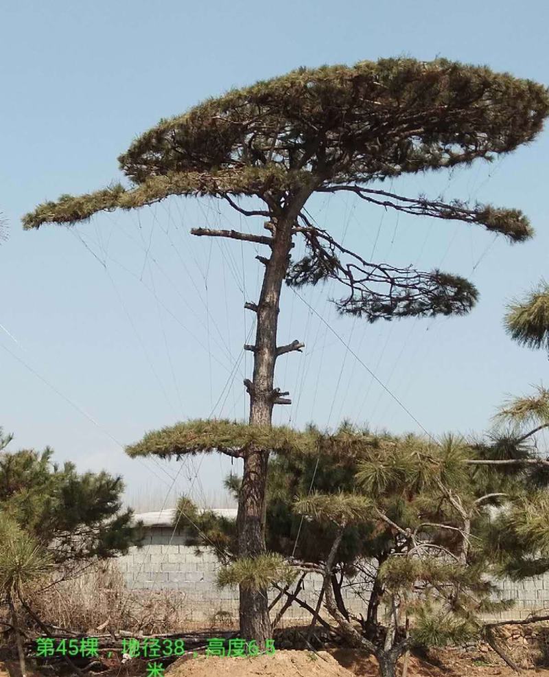 造型黑松造型松造型油松黑松盆景油松黑松