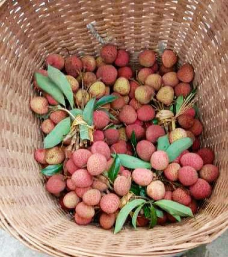 重庆本地特级荔枝